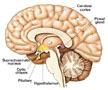 to Pineal Gland